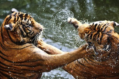 fighting tigers