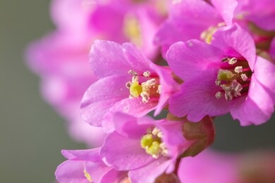 beautiful mountain flowers. lush mountain vegetation close up and fabulously beautiful flowers