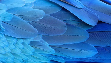 blue and gold macaw wing feathers 
