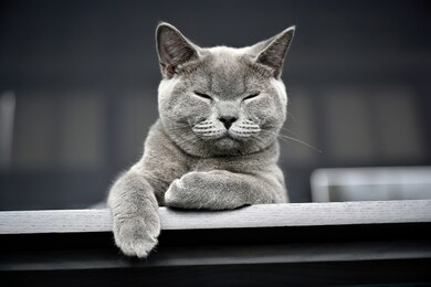 british shorthair cat, blue-gray color with orange eyes. lying on the table, closing eyes and happy smiling happily