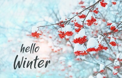 hello winter. rowan tree in snow. winter frozen trees. beautiful winter season concept