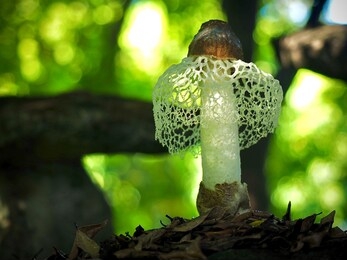 white dictyophora indusiata (dictyophora indusiata) is growing in the greenforest