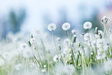 beautiful white dandelion flowers close-up