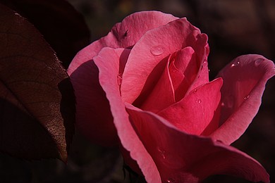  beautiful roses for home and garden