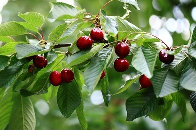 cherries hanging on a cherry tree branch