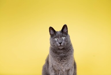 gray short haired cat on yellow background