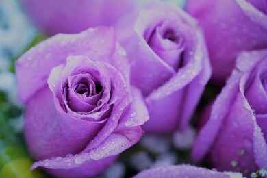 close up view on bouquet of violet roses with water drops on petals