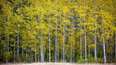 aspen tree fall forest fury