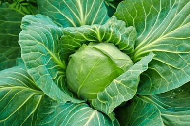 head of fresh green cabbage