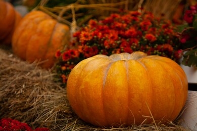 pumpkins in honor of the celebration of autumn and halloween. festival of vegetables.