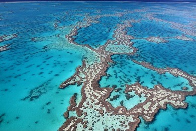 magnificent colours in the great barrier reef