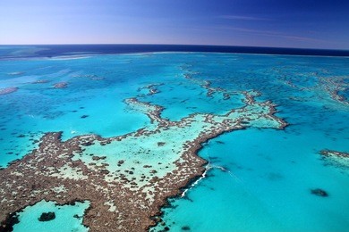 magnificent colours in the great barrier reef