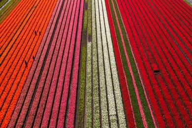 aerial view of the tulip fields in north holland , the netherlands