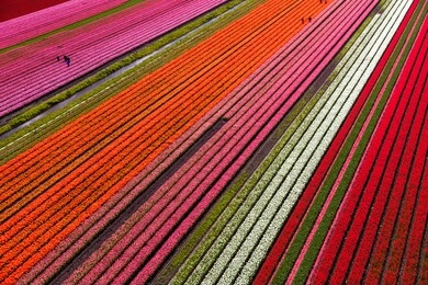 aerial view of the tulip fields in north holland , the netherlands