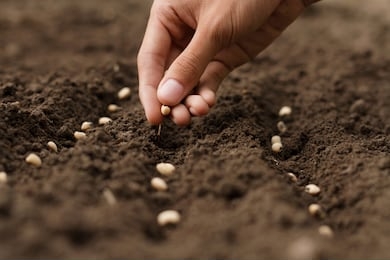 hand growing seeds of vegetable on sowing soil at garden metaphor gardening, agriculture concept.