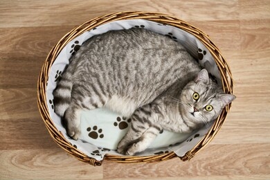 grey british cat jerry is very smart cat, likes resting.