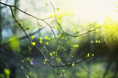 closeup of birch bud leaves in spring in the forest.