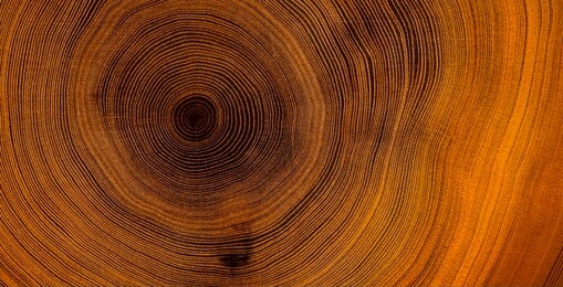 old wooden tree cut surface. detailed warm dark brown and orange tones of a felled tree trunk or stump. rough organic texture of tree rings with close up of end grain.