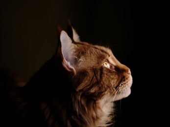 maine coon cat staring on black backdrop