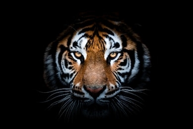 portrait of a tiger with a black background