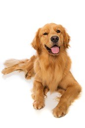 a golden retriever dog laying down