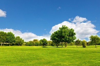 green landscape