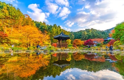 the garden of autumn in korea