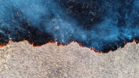 forest and field fire. dry grass burns, natural disaster. aerial view. after the fire, the ground is covered with a black layer of burning and ash. view vertically down. clear line of fire separation.