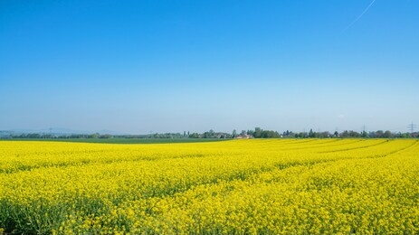 beautiful rape field under the blue sky. picture of a yellow rape or canola field. golden field of blooming rape under the blue sky.