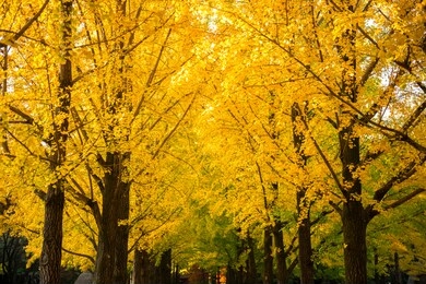 autumn in nami island autumn leaves background in seoul korea