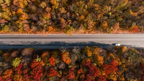 aerial view of the road in beautiful autumn forest at sunset. top view of perfect asphalt roadway, trees with orange foliage in fall. colorful landscape with highway through the woodland. travel