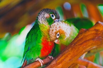 beautiful love birds with bokeh background