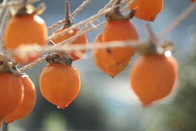 let's make japanese dried persimmons