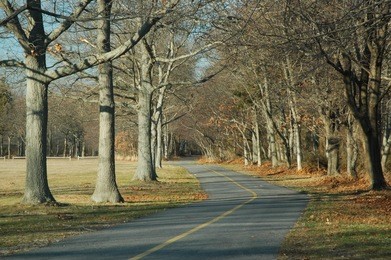 tree lined winding path