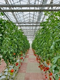 colorful tomatoes(vegetables and fruits) are growing in indoor farm/vertical farm. vertical farming is sustainable agriculture for future food.