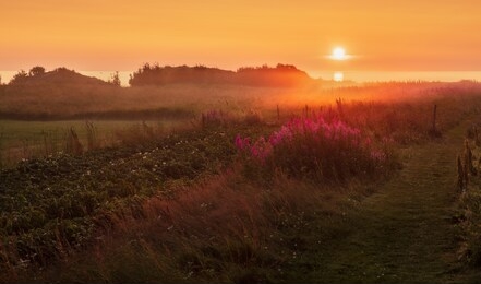 a grassy path with flowers leads to the sea with a golden orange sunset and the sun on the sea horizon.
