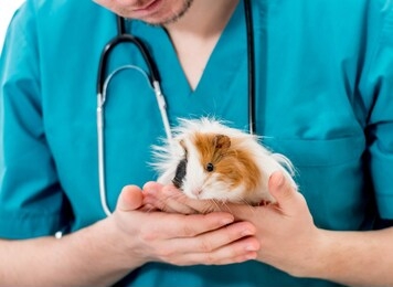 cropped shot of a veterinary doctor in blue uniform and stethoscope holding guinea pig on hands. animal healthcare concept