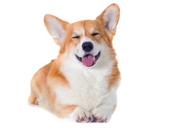 welsh corgi dog smiling on a white background