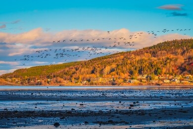 autumn landscape view of la baie city with birds on saguenay river at dusk, chicoutimi, saguenay, quebec, canada. a village on shore with colorful trees in fall. flock of wild geese flying on blue sky