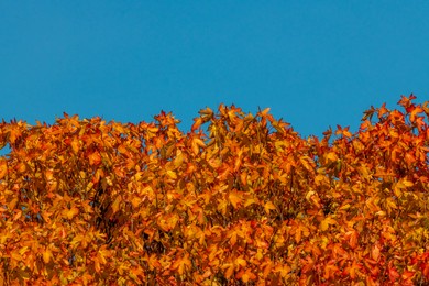 colorful autumn leaves contrasted with the blue sky