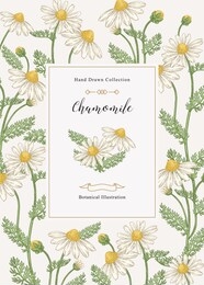chamomile background. flowers and leaves hand drawn. medical herbs. vector illustration vintage.