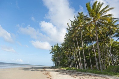 beach with palm tree jungle at seafront. tropical port douglas, queensland, australia