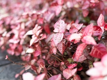 
trachelospermum asiaticum hatuyukikazura in autumn