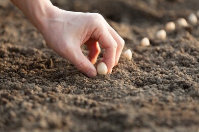 hand sowing seeds into the soil