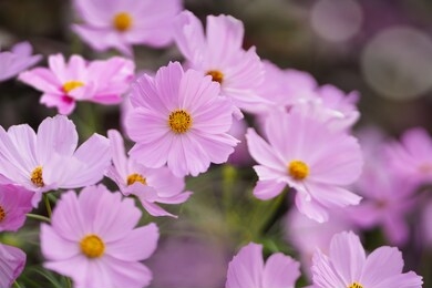 fresh pink cosmos flowers in close up   