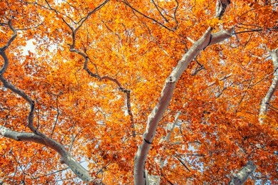 autumn forest trees.nature in autumn time 