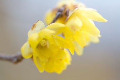 wintersweet blooming in a japanese garden