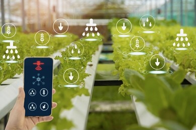 hand holding smartphone,organic farm background,agricultural product control technology and agriculture futures trading world market,using technologies track productivity and satellite for agriculture
