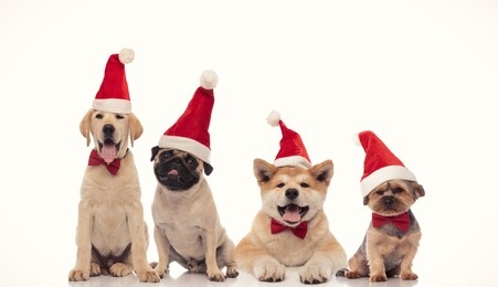 panting group of little santa claus dogs wearing christmas hats on white background