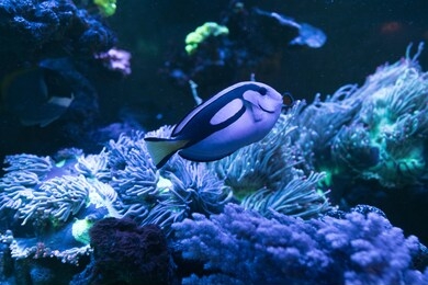 beautiful tropical blue fish and clownfish in aquarium.color temperature blue